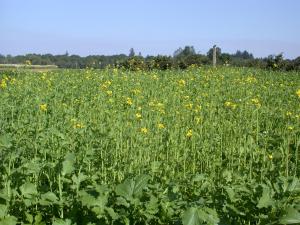 Mustard mix 'Caliente' cover crop in bloom